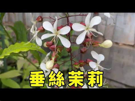 垂枝茉莉風水|【垂枝茉莉風水】垂枝茉莉風水養殖：增加好運的秘訣與護理方法。